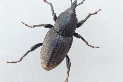 <i>Sphenophorus striatopunctatus</i>