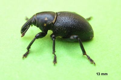 <i>Liparus coronatus</i>