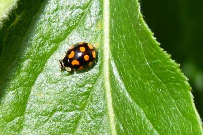 <i>Adalia decempunctata</i>