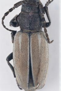 <i>Iberodorcadion fuliginator</i>