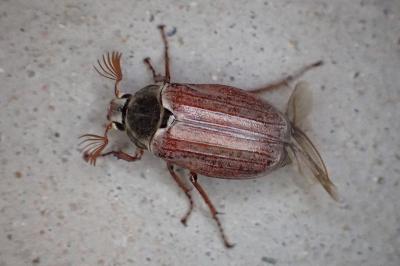<i>Melolontha melolontha</i>