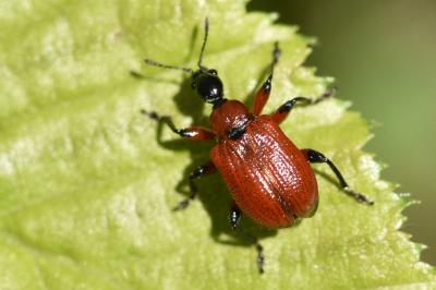 <i>Apoderus coryli</i>