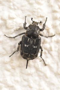 <i>Valgus hemipterus</i>