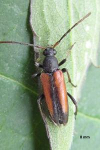 <i>Stenurella melanura</i>