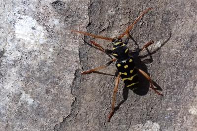 <i>Plagionotus arcuatus</i>