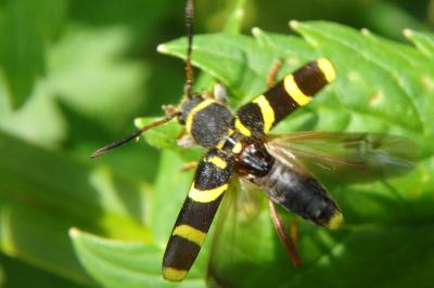 <i>Clytus arietis</i>
