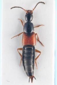 <i>Philonthus rubripennis</i>