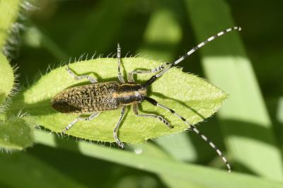 <i>Agapanthia villosoviridescens</i>