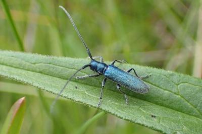 <i>Agapanthia intermedia</i>