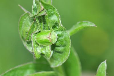 <i>Cassida rubiginosa</i>