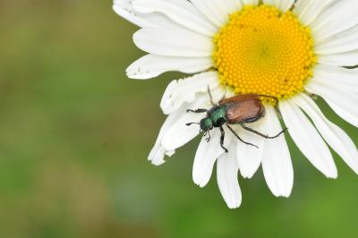 <i>Phyllopertha horticola</i>