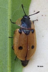 <i>Dendroxena quadrimaculata</i>