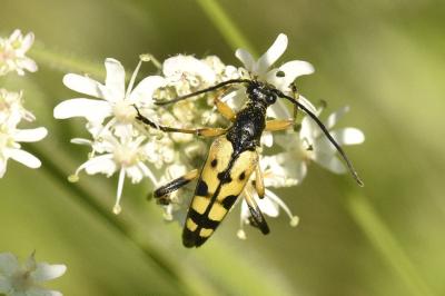 <i>Rutpela maculata</i>