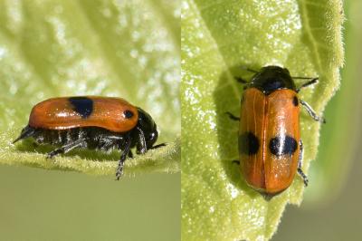 <i>Clytra laeviuscula</i>