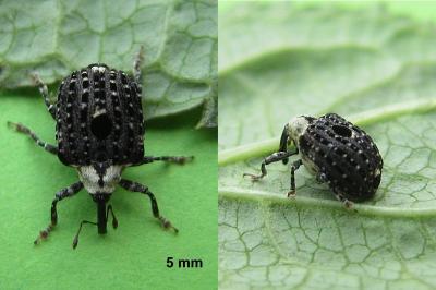 <i>Cionus scrophulariae</i>