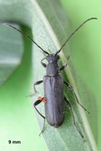 <i>Grammoptera abdominalis</i>