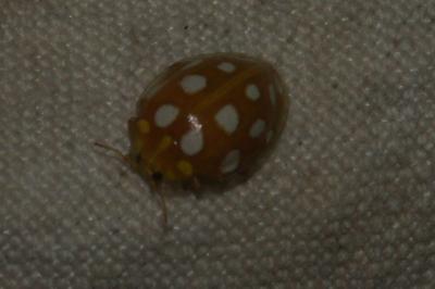 <i>Halyzia sedecimguttata</i>