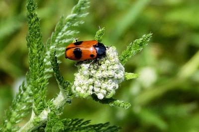 <i>Clytra quadripunctata</i>