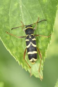 <i>Clytus arietis</i>