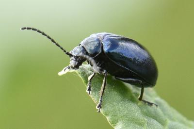 <i>Agelastica alni</i>