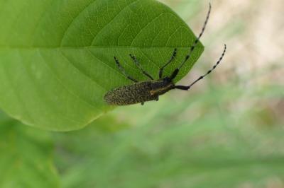 <i>Agapanthia villosoviridescens</i>