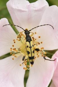 <i>Rutpela maculata</i>