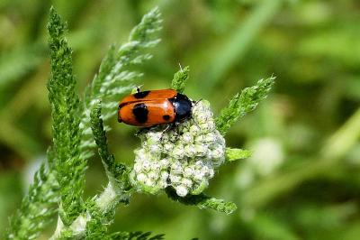 <i>Clytra quadripunctata</i>
