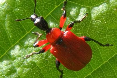 <i>Apoderus coryli</i>