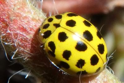 <i>Psyllobora vigintiduopunctata</i>