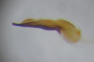 <i>Philonthus rubripennis</i>