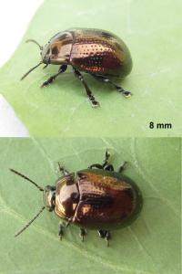 <i>Chrysolina oricalcia</i>