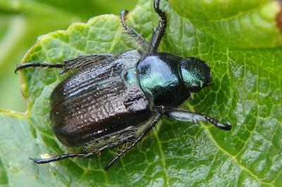 <i>Phyllopertha horticola</i>