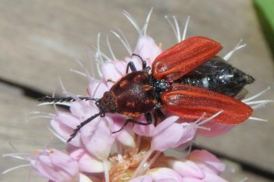 <i>Anostirus purpureus</i>