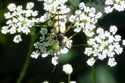 <i>Rutpela maculata</i>