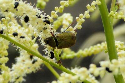 <i>Hoplia argentea</i>
