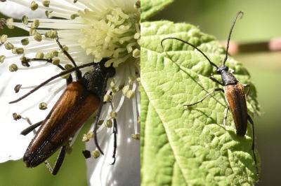 <i>Stenurella melanura</i>