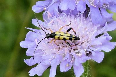 <i>Rutpela maculata</i>