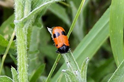 <i>Clytra laeviuscula</i>