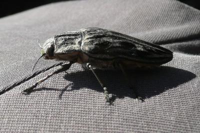 <i>Chalcophora mariana</i>