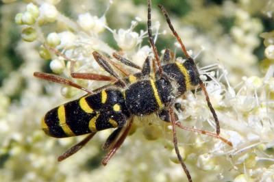 <i>Clytus arietis</i>