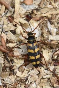 <i>Leptura aurulenta</i>