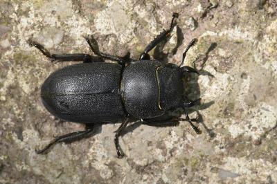 <i>Dorcus parallelipipedus</i>