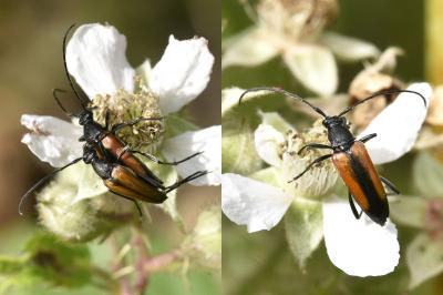 <i>Stenurella melanura</i>