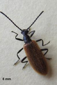 <i>Lagria hirta</i>