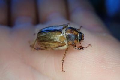 <i>Amphimallon</i>