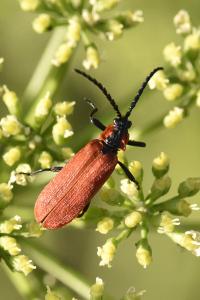 <i>Lygistopterus sanguineus</i>
