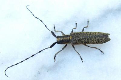 <i>Agapanthia villosoviridescens</i>