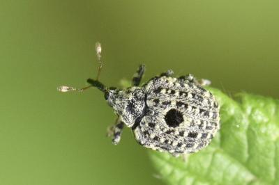 <i>Cionus hortulanus</i>