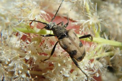 <i>Pachytodes cerambyciformis</i>