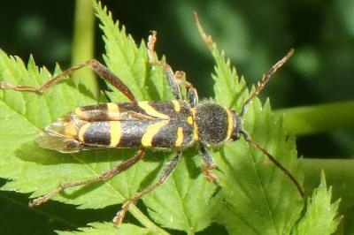 <i>Clytus arietis</i>